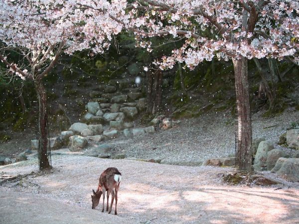 ISLA MIJAYIMA - KYOTO