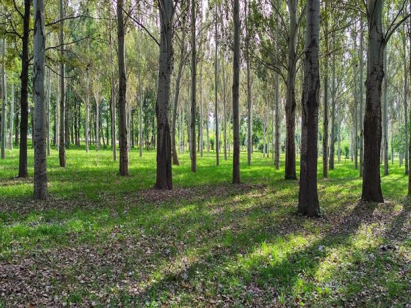 AEROPUERTO - CIUDAD DE BISHKEK – PARQUE NACIONAL ALA ARCHA - BISHKEK (120 KM / 2,5 HORAS)