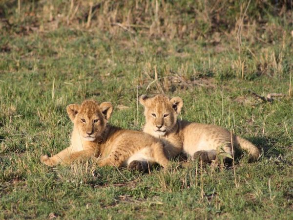 LLEGADA A NAIROBI - MASAI MARA