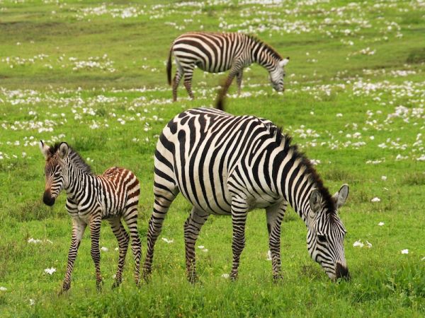 LAGO MANYARA O TARANGIRE  - SERENGETI