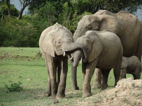 MASAI MARA