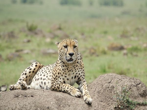 MASAI MARA