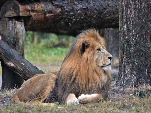 SERENGETI  - CRATER DE NGORONGORO