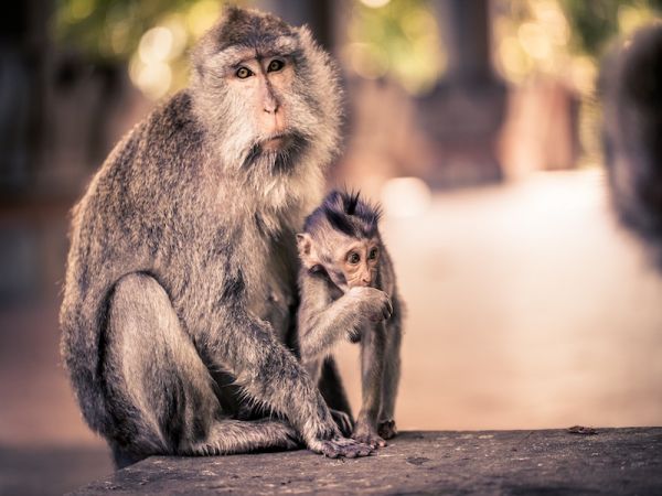 MUNDUK - UBUD