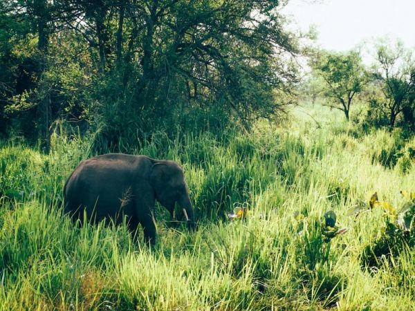 UDAWALAWA - BERUWALA