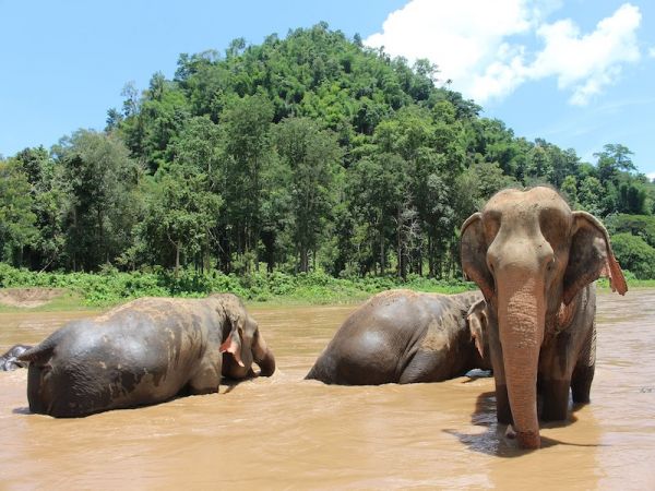 CHIANG MAI - EXCURSIÓN AL KANTA ELEPHANT’S SANCTUARY POR MEDIO DÍA