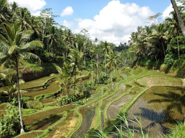 UBUD