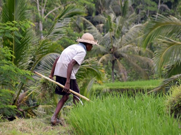 UBUD - GILI MENO