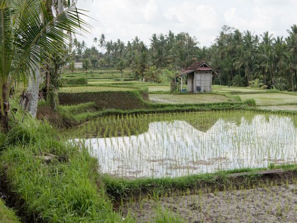 UBUD