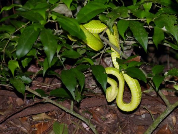 MONTEVERDE – MANUEL ANTONIO