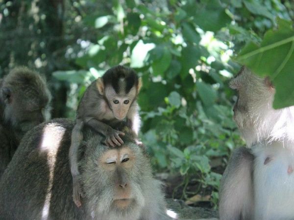 UBUD