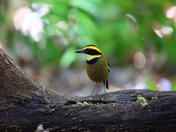 MUNDUK - PARQUE NACIONAL DE BALI BARAT