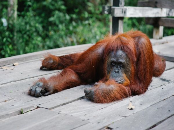 JAKARTA - BORNEO