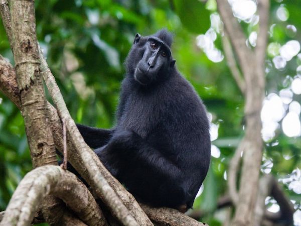 MAKASSAR - PARQUE NACIONAL DE TANGKOKO