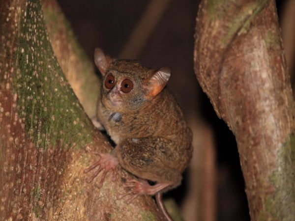 PARQUE NACIONAL DE TONGKOKO Y MINAHASA