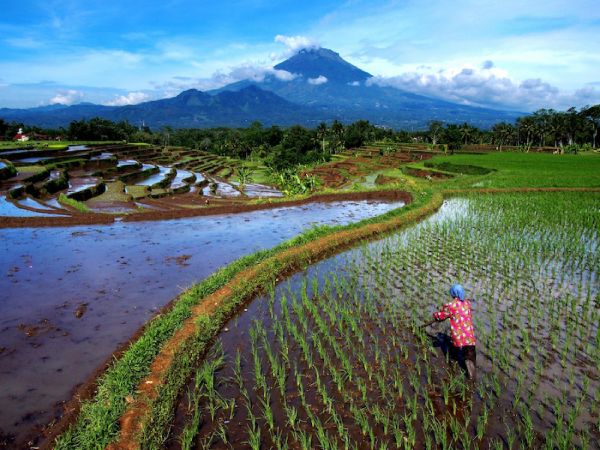 IJEN - ISLA DE BALI