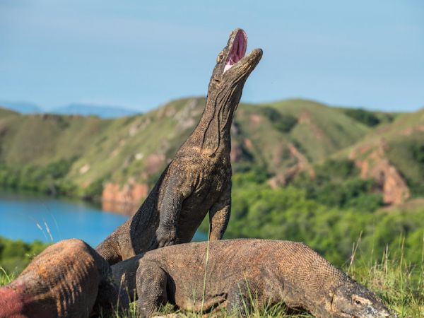 LABUAN BAJO - RINCA - ISLA DE PEMPE - KALONG