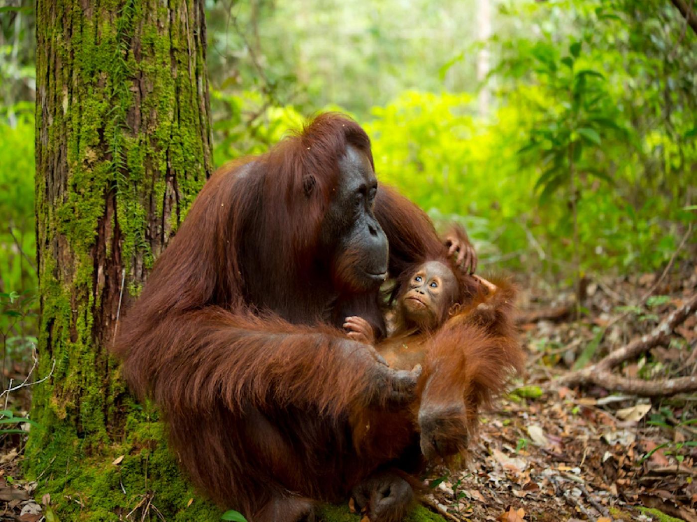 Orangutanes y etnia Dayak