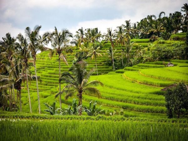 UBUD