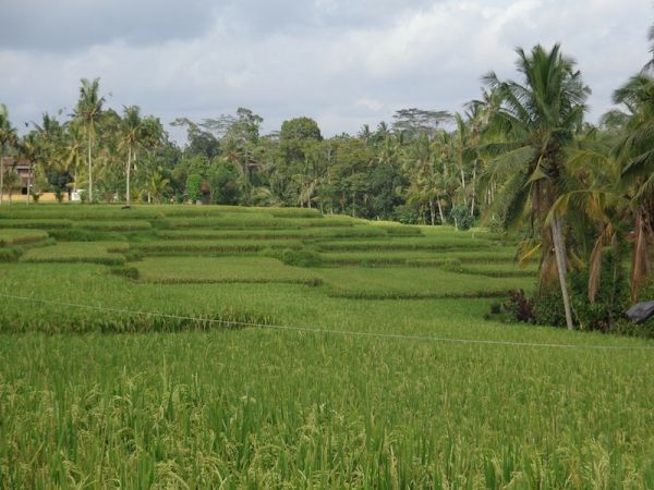 SEBATU - UBUD