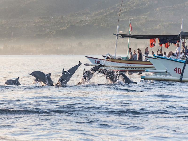 Navegación con delfines