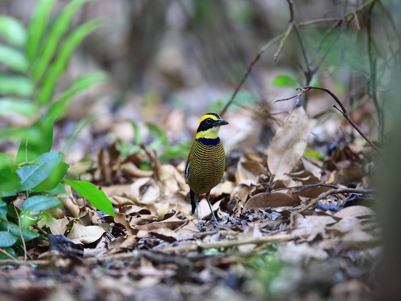 Parque Nacional Bali Barat