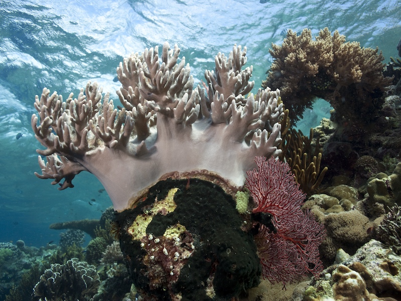 Isla de Menjangan | Las mejores playas de Bali