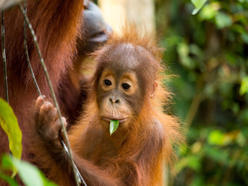 Bebe orangutan