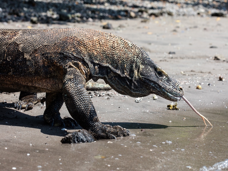 Dragón de Komodo