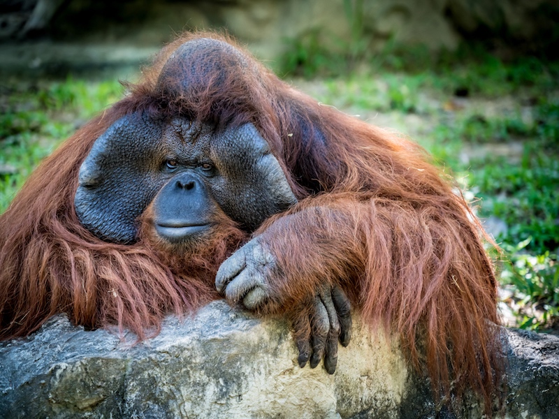 Orangután