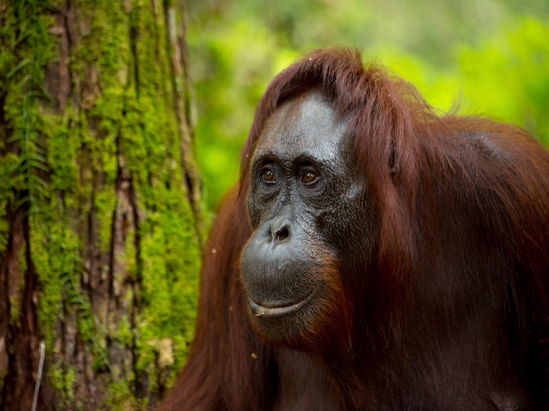 Orangután