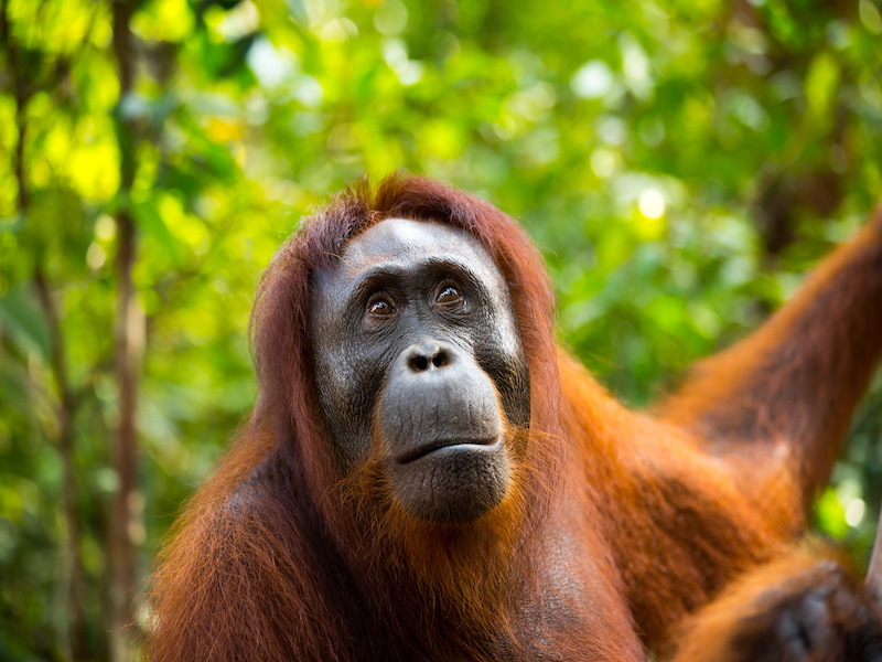Orangután