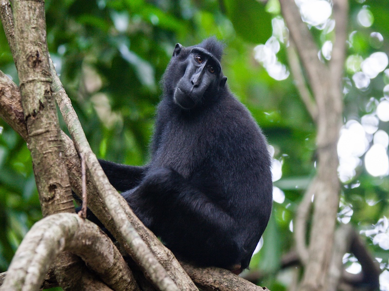 P.N Tangkoko