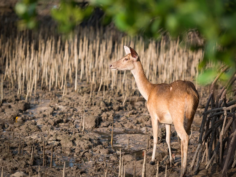 Parque Nacional Bali Barat (Bali)