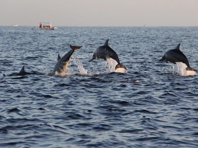 Navegación con Delfines (Bali)