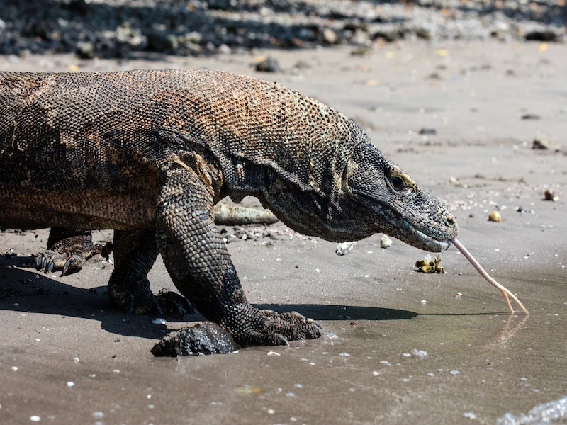 Viajes a Komodo