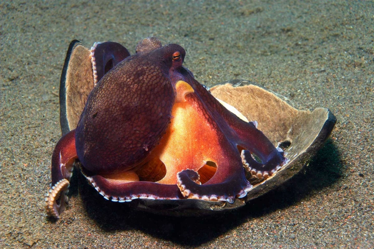 Gangga Island Resort & Spa