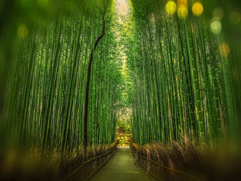 Japon, Bali y Maldivas - Imagen 5