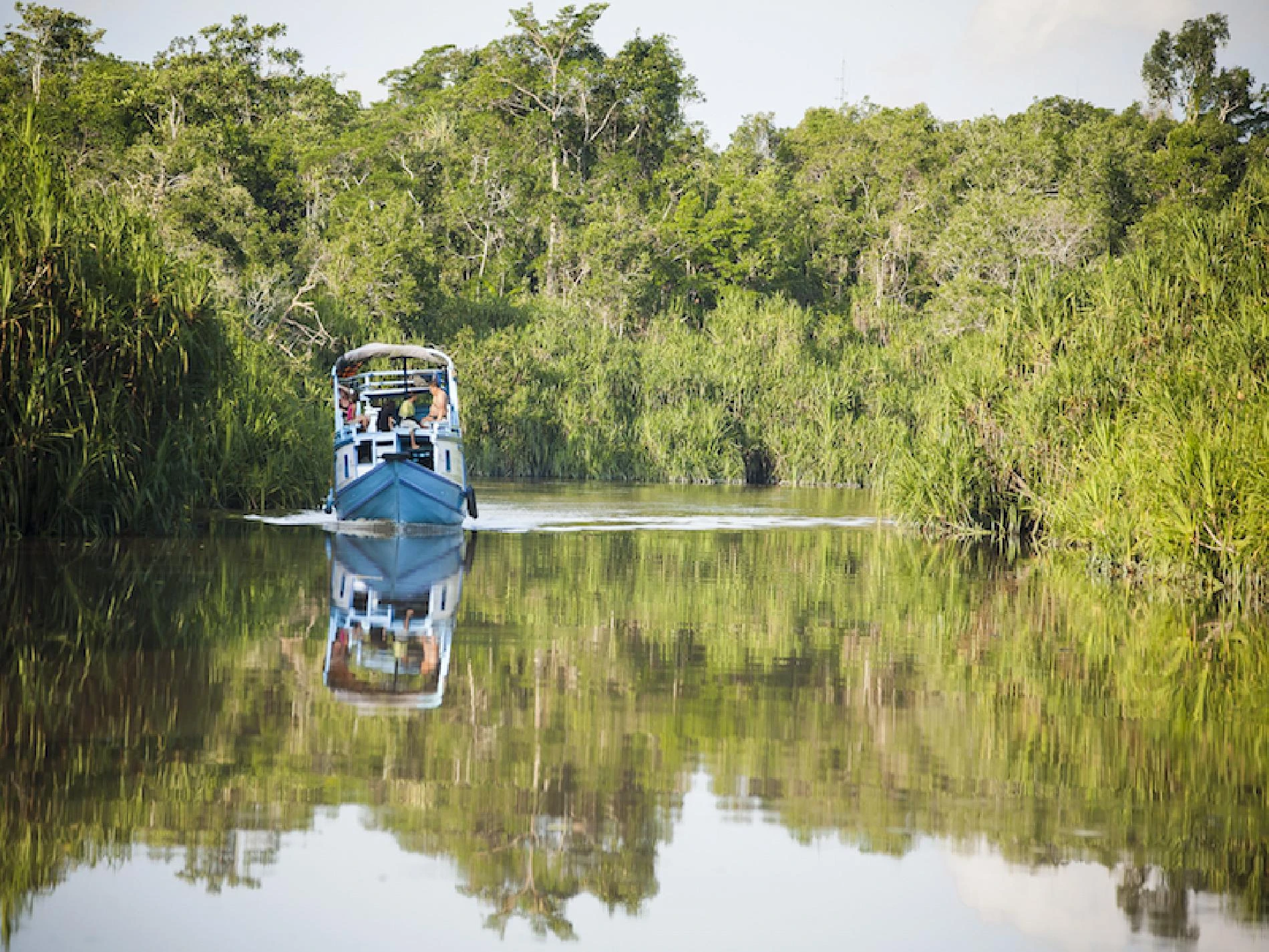 Tanjung Puting en klotok - Imagen 4
