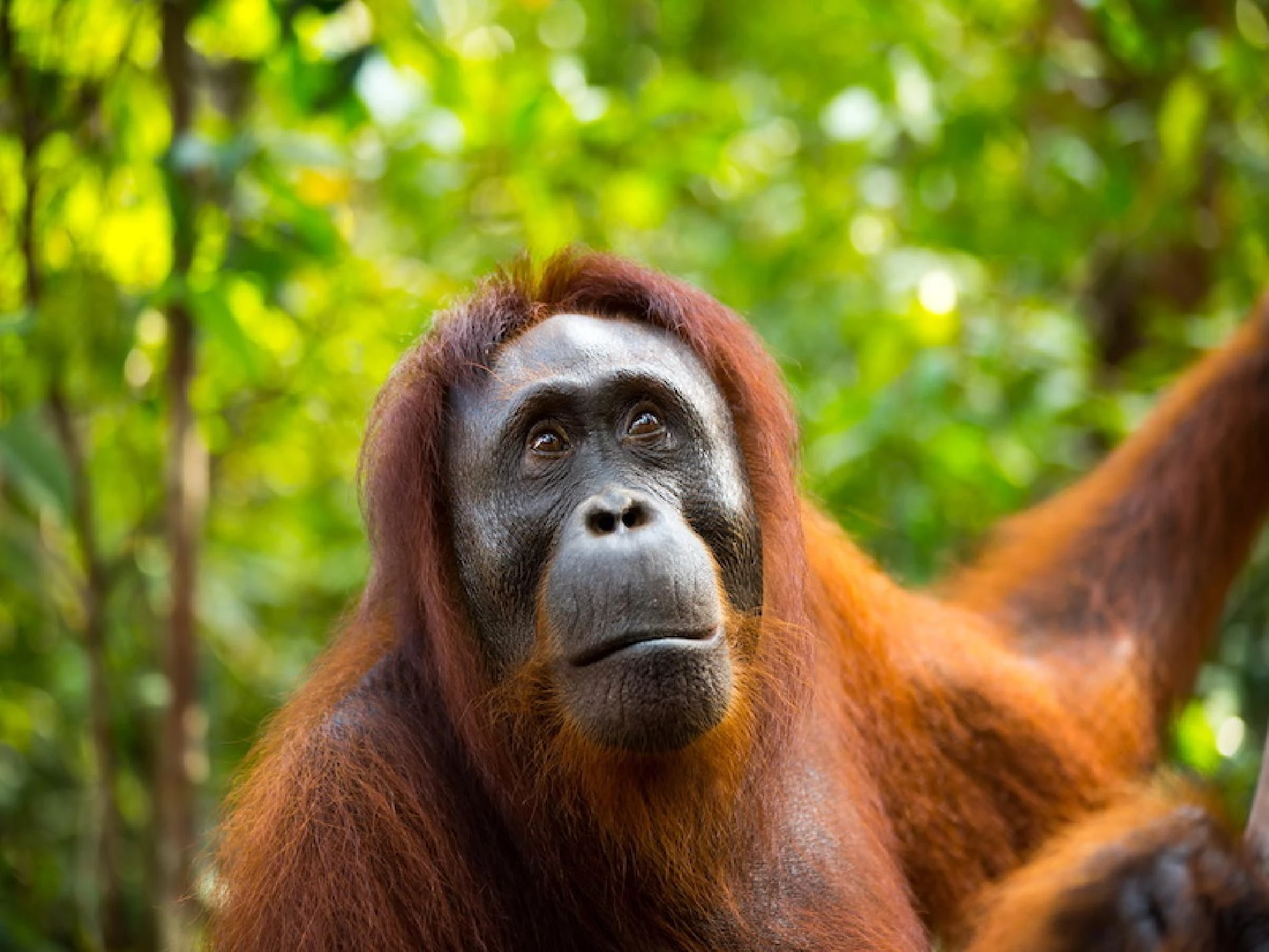 Orangutanes y etnia Dayak - Imagen 3