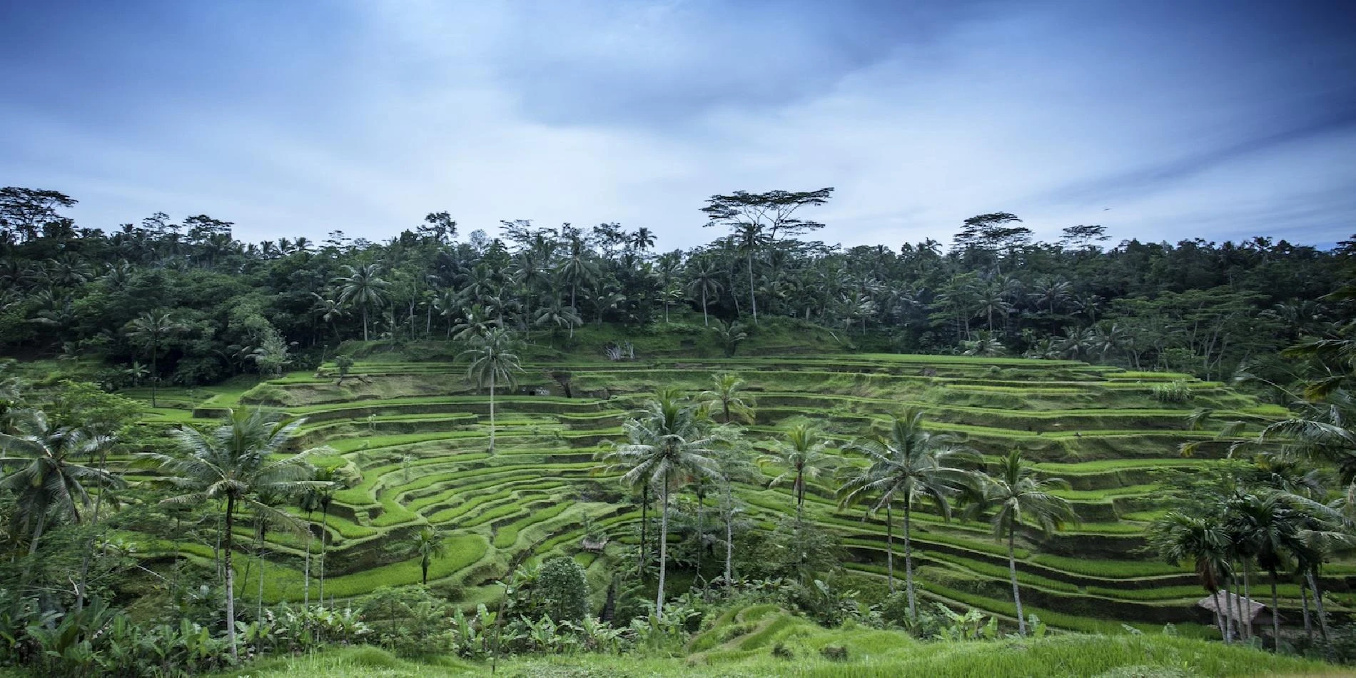 Treking campos de arroz